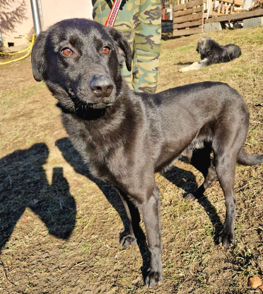 Adopter Zargo