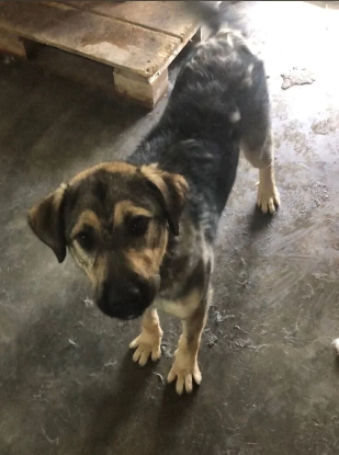 Adopter Zenko