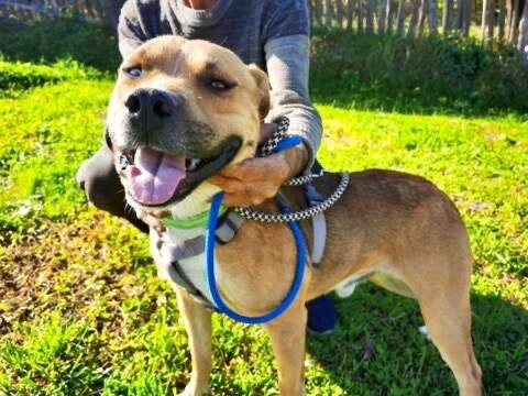 Adopter Zeus