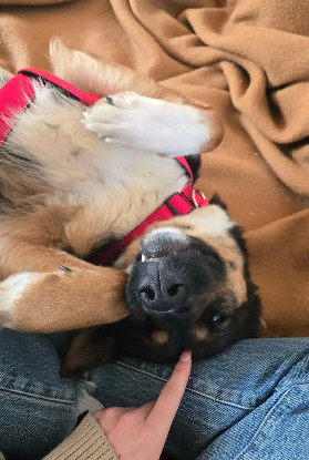 Adopter Zoé