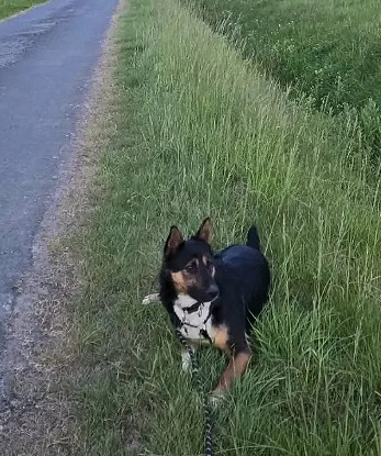 Adopter Zoé