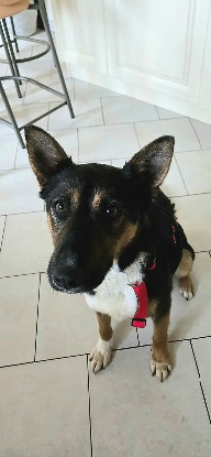 Adoption Zoé