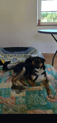 Adoption Zoé