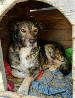 Adopter Zoee