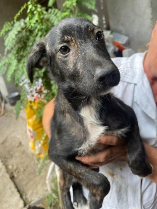 Adopter Zora