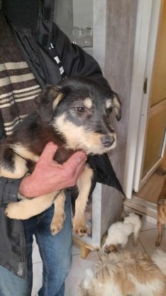 Adopter Zorro