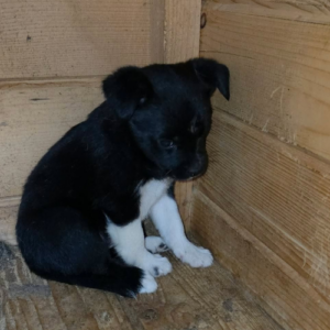 Adopter Zouka
