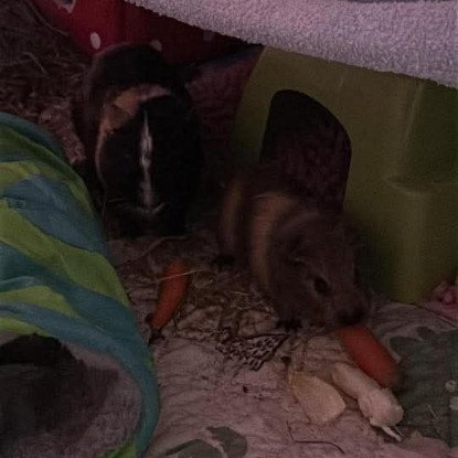 Adopter Karadoc et arthur