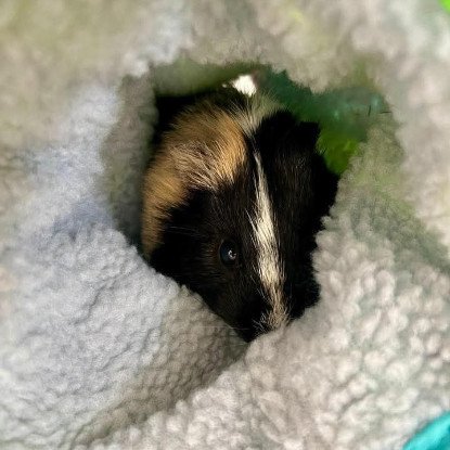 Adoption Karadoc et arthur