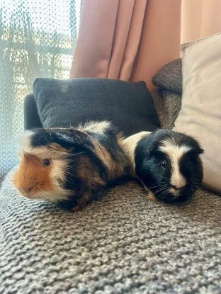 Adopter Tom et michael