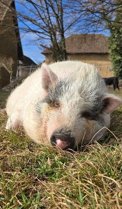 Adopter Peppa pig