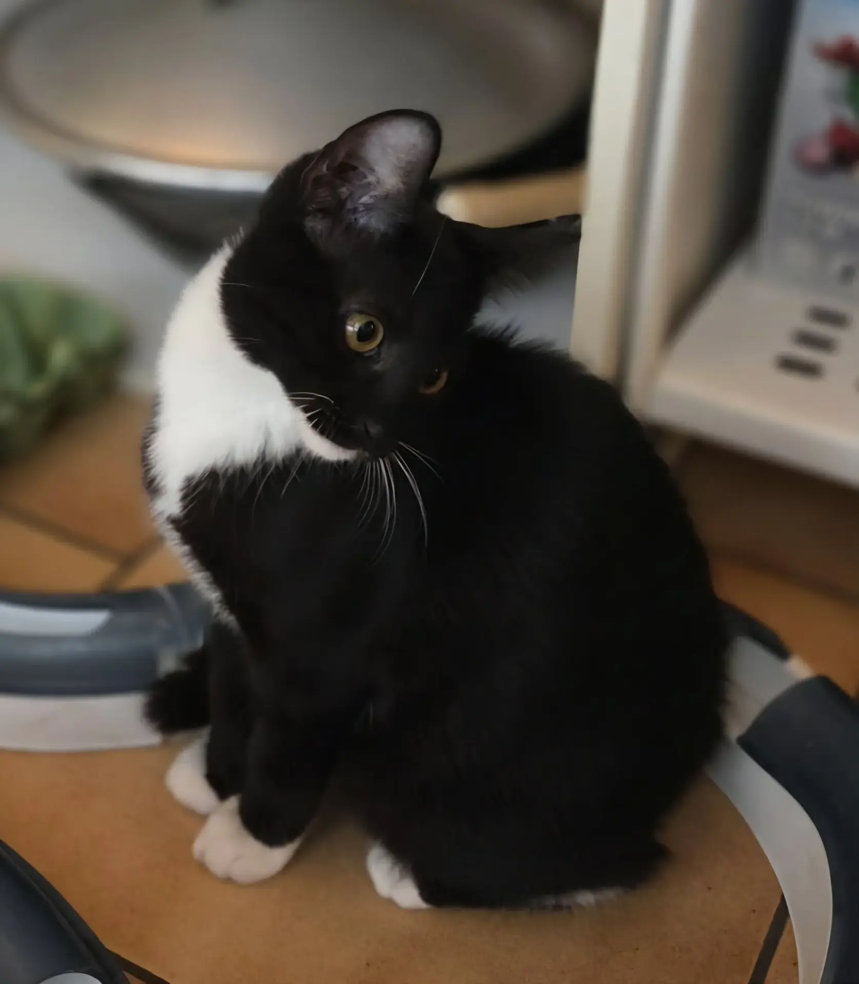 Adopter CALINE