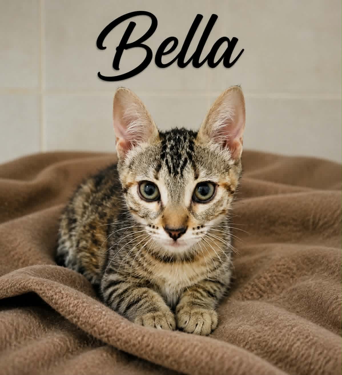 Adopter BELLA