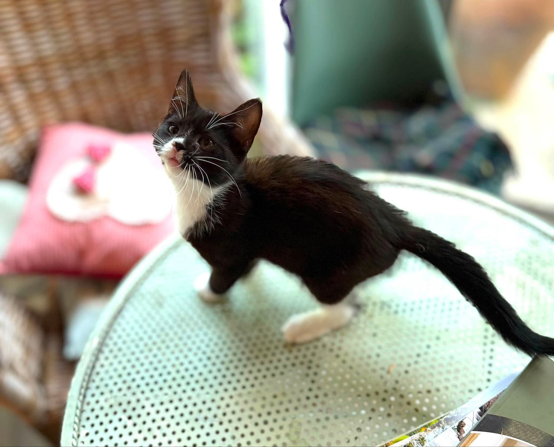 Adopter Betty