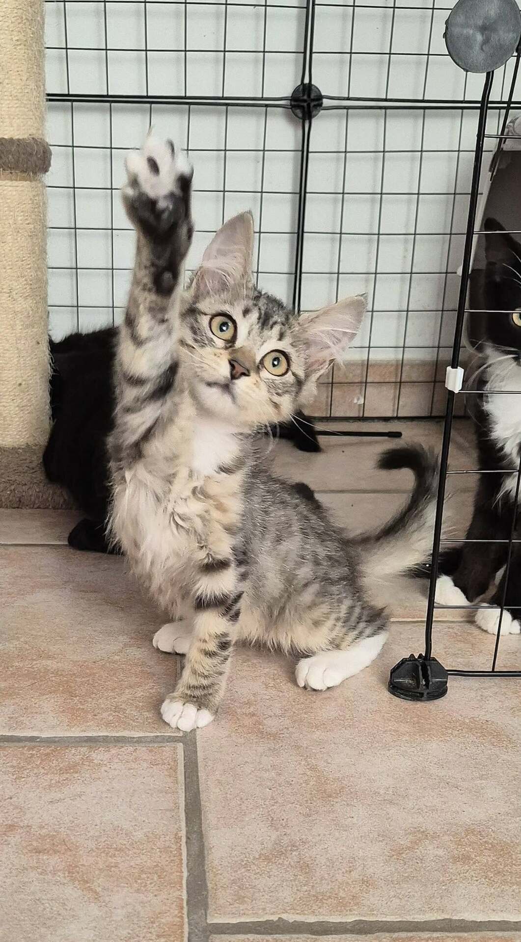 Adopter MIETTE