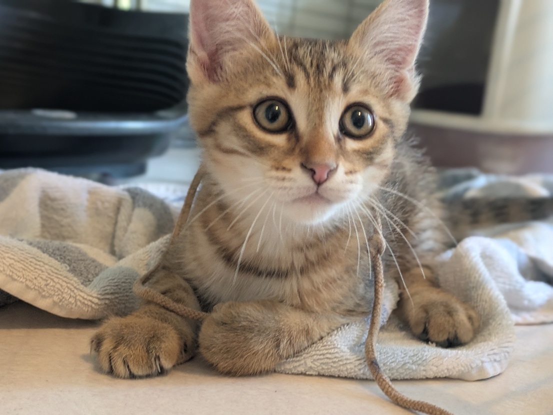 Adoption BIJOU