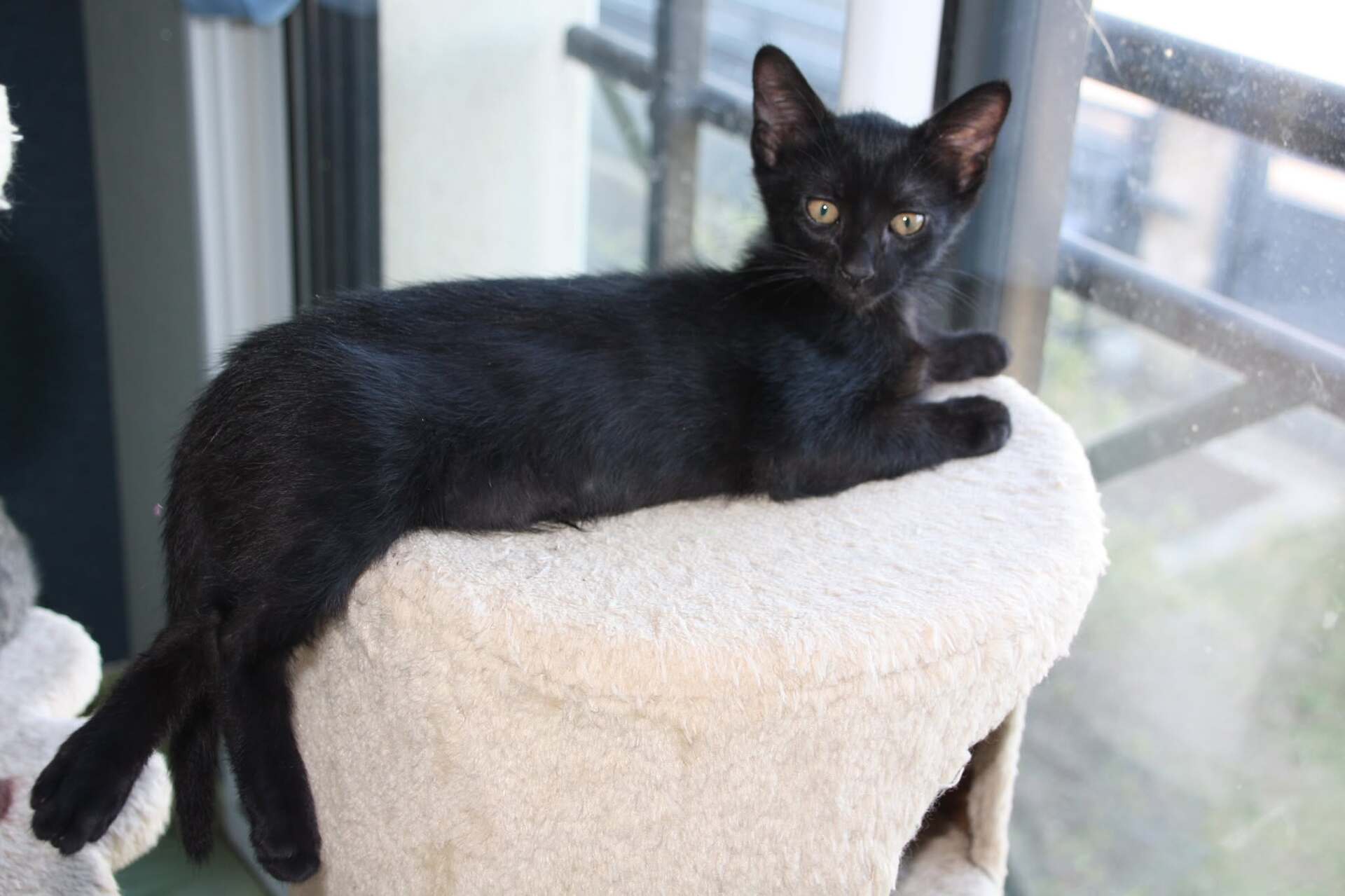 Adopter Benco