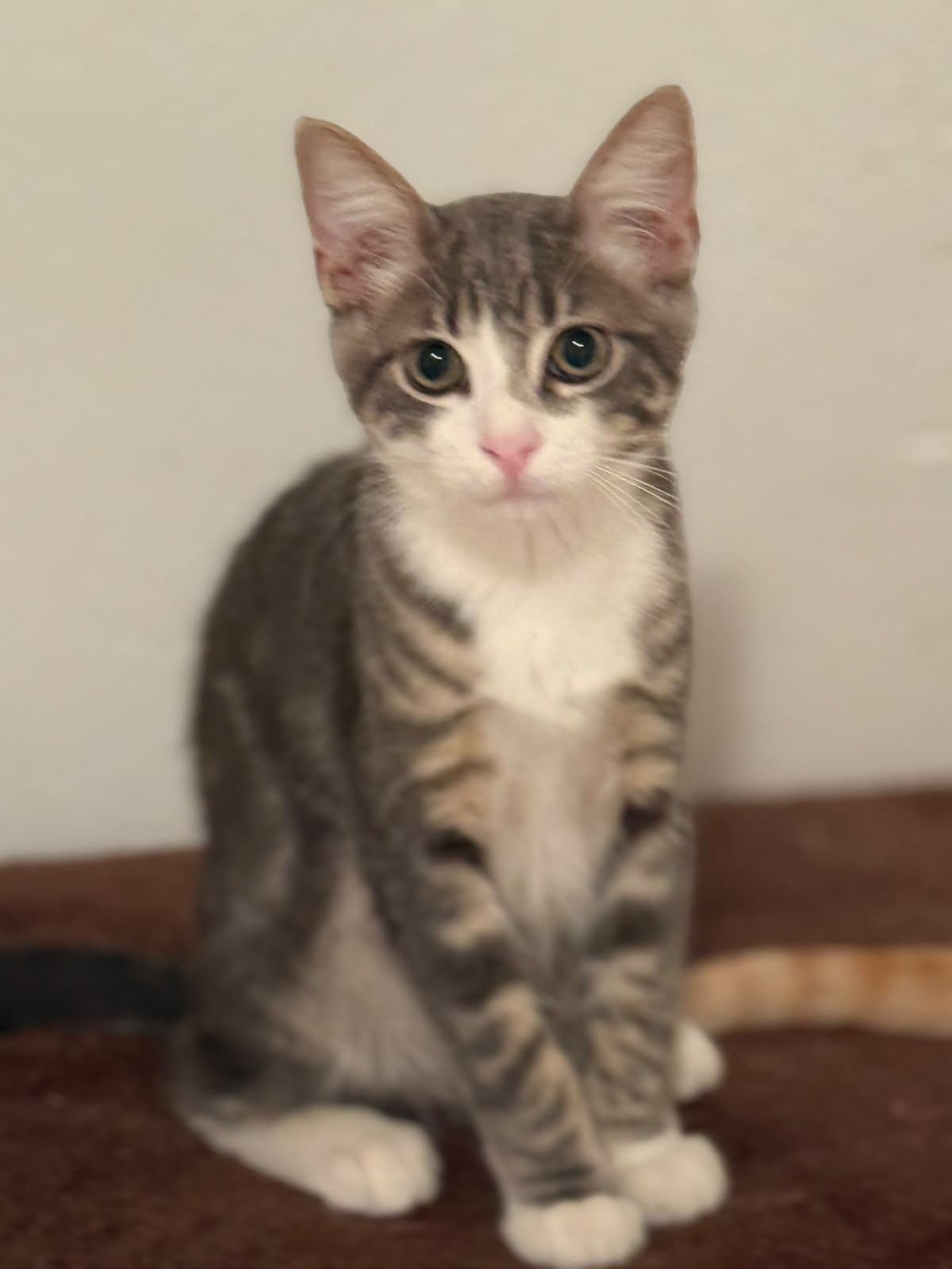 Adoption BONNIE et CLYDE