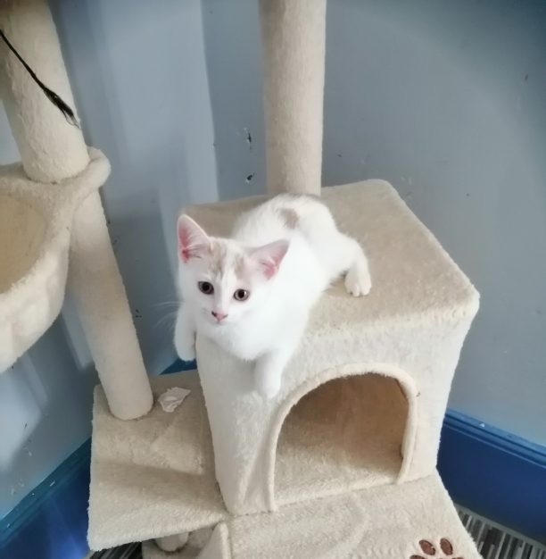 Adopter BARBIE