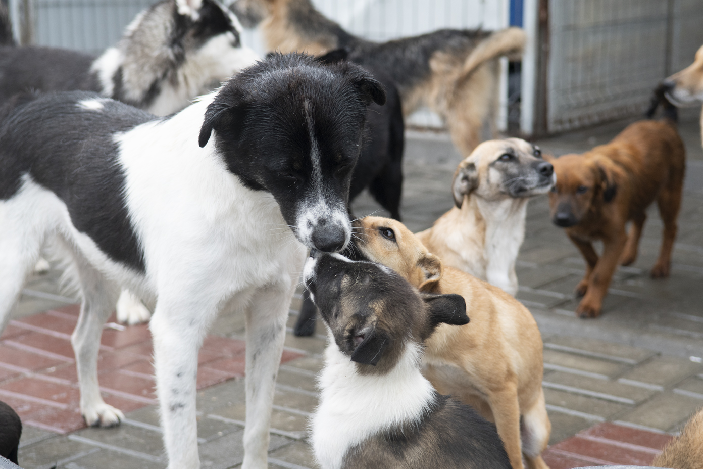 Adoption Hope