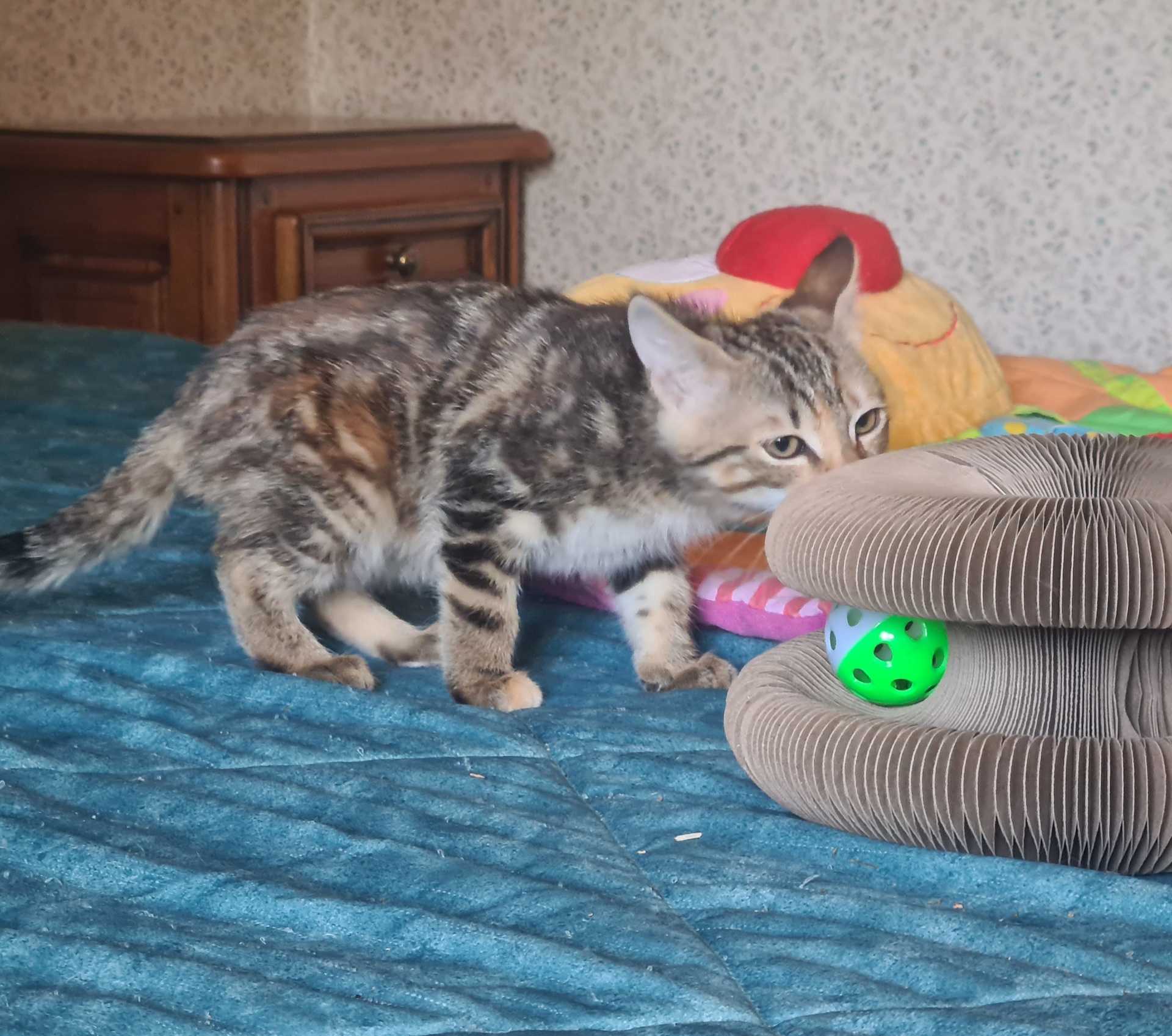 Adopter Salambo