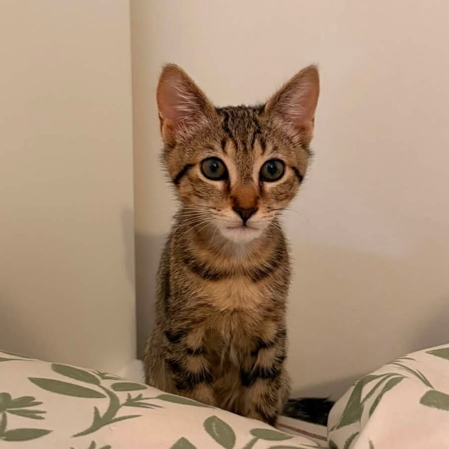 Adopter SALAMECHE