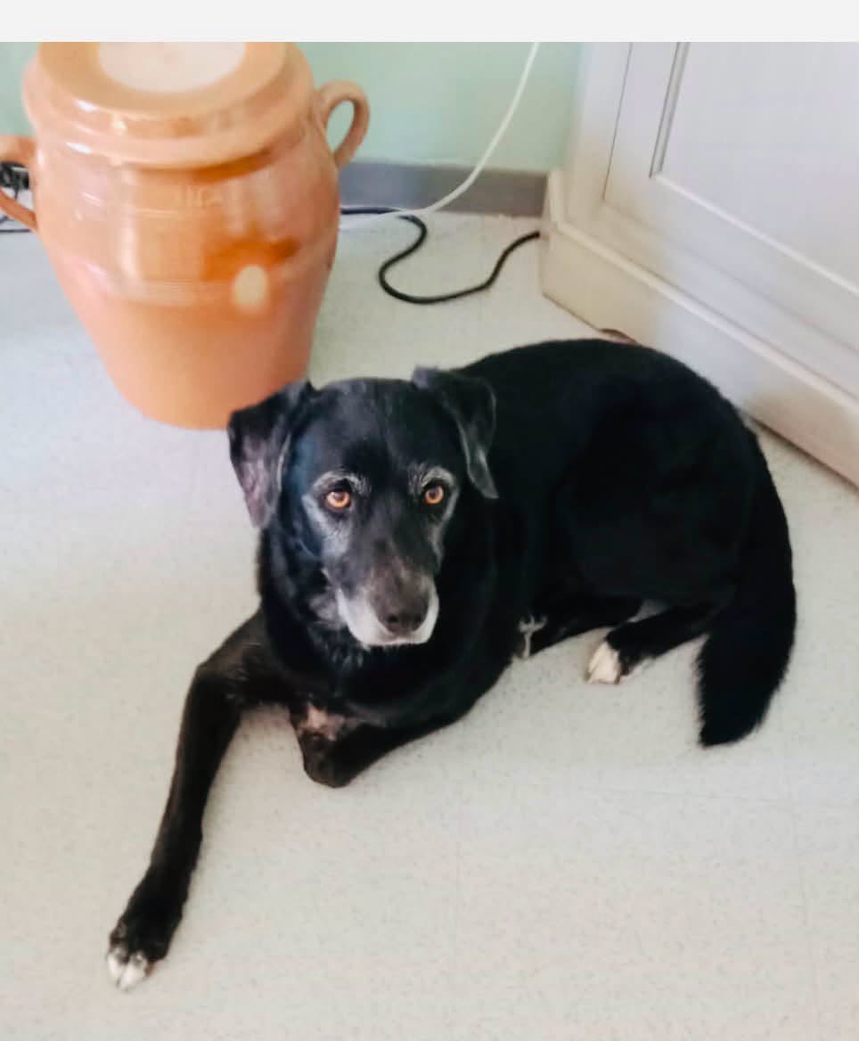 Adopter Milo