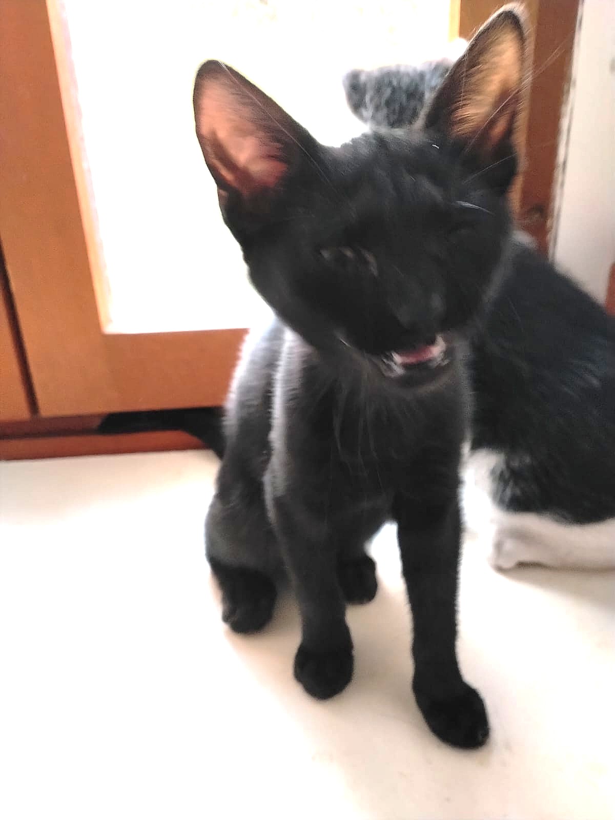 Adopter Brindille