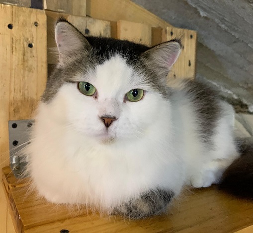 Adopter Copperfield