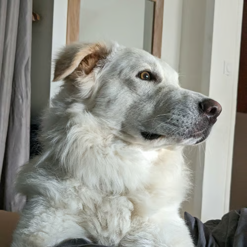 Adoption LEON