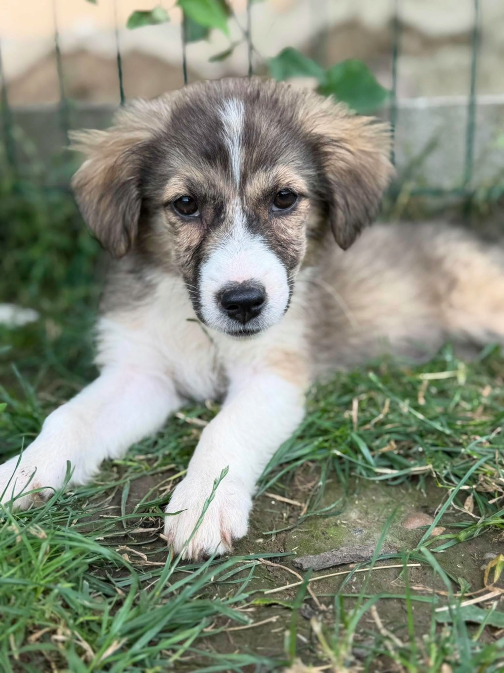 Adopter SEARA