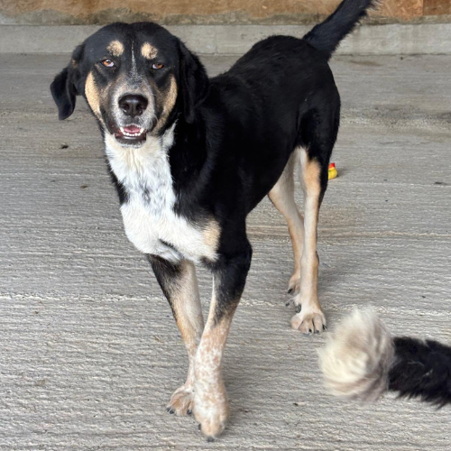 Adopter RHEVA