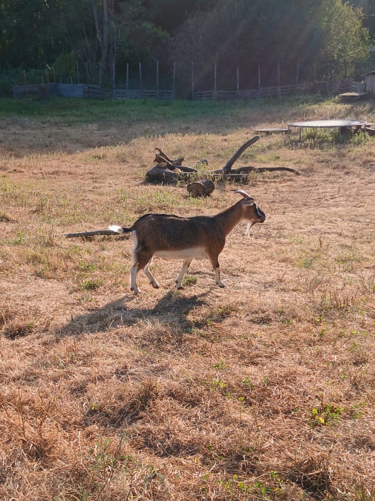 Adopter Barbichette