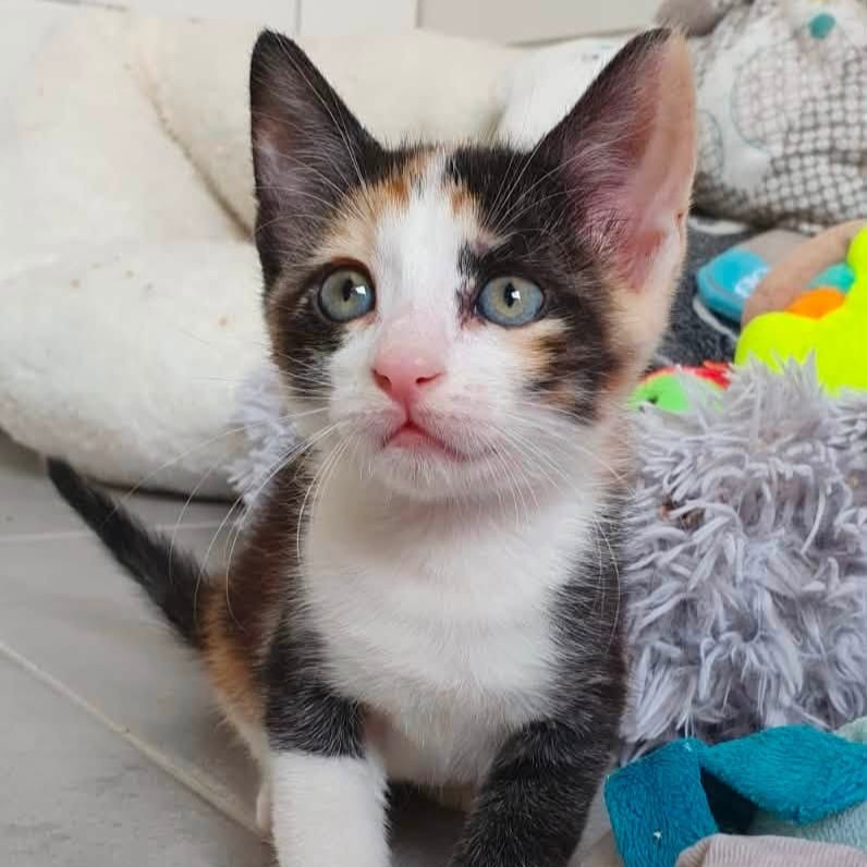 Adopter Maelia