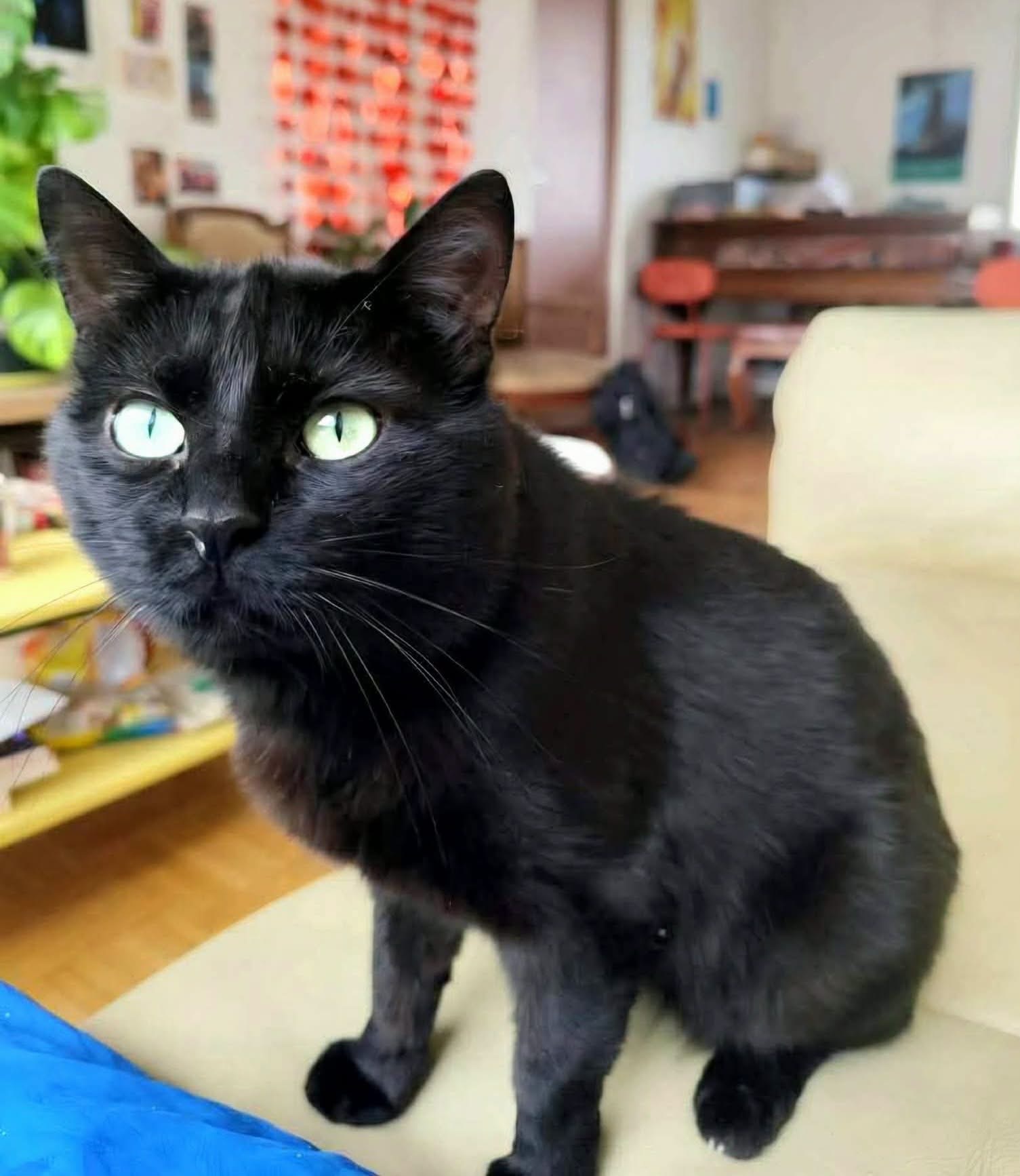 Adoption MESSIRE