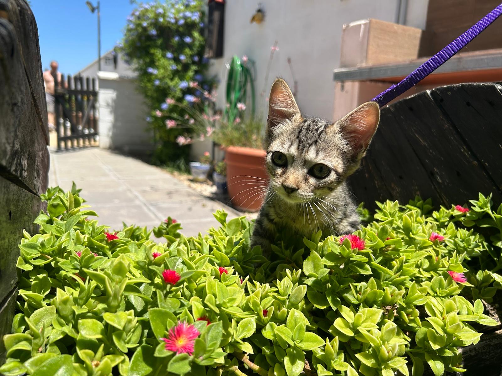 Adopter TITI
