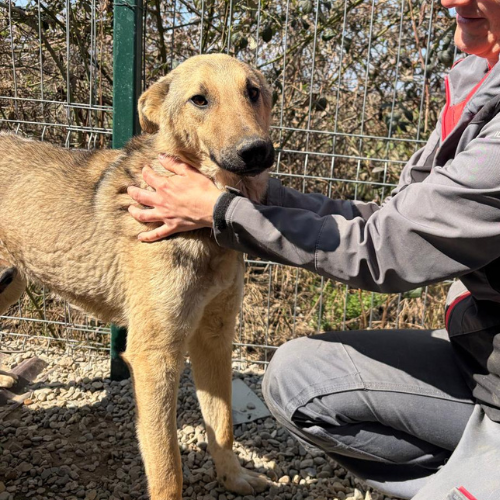 Adoption LOUBO