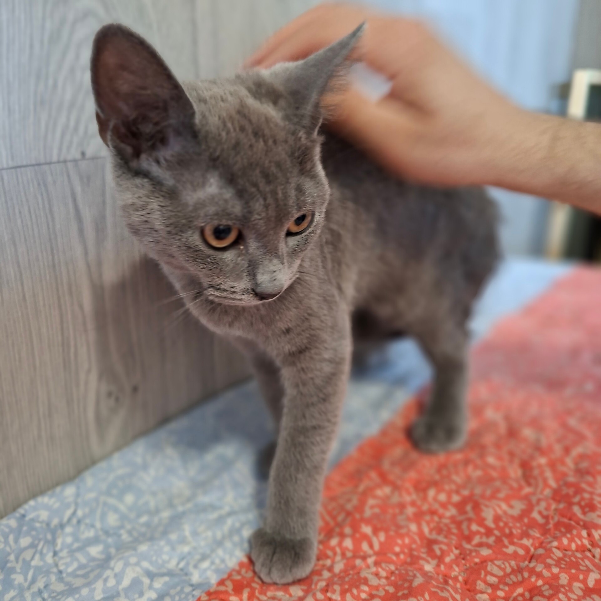 Adopter BLUEBERRY