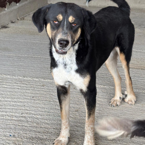 Adoption RHEVA