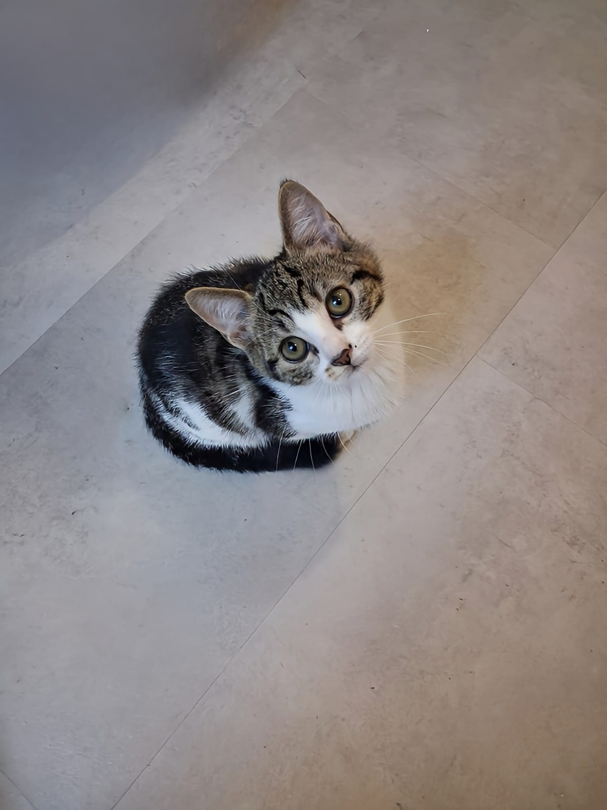 Adopter Bill