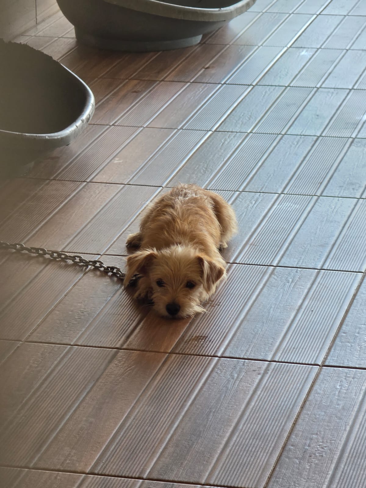 Adopter Yoro