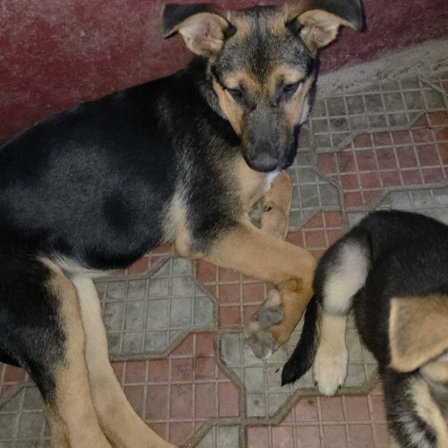 Adoption ZODIA