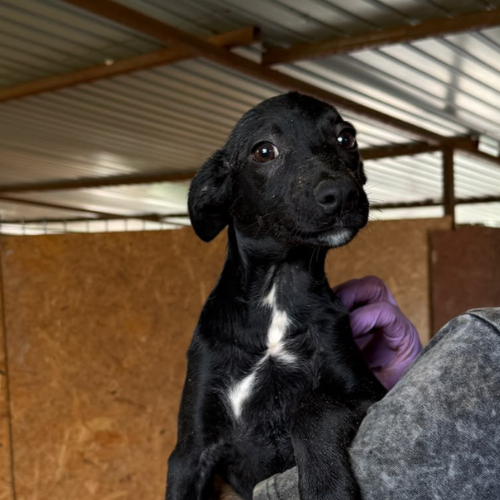 Adopter OPALE
