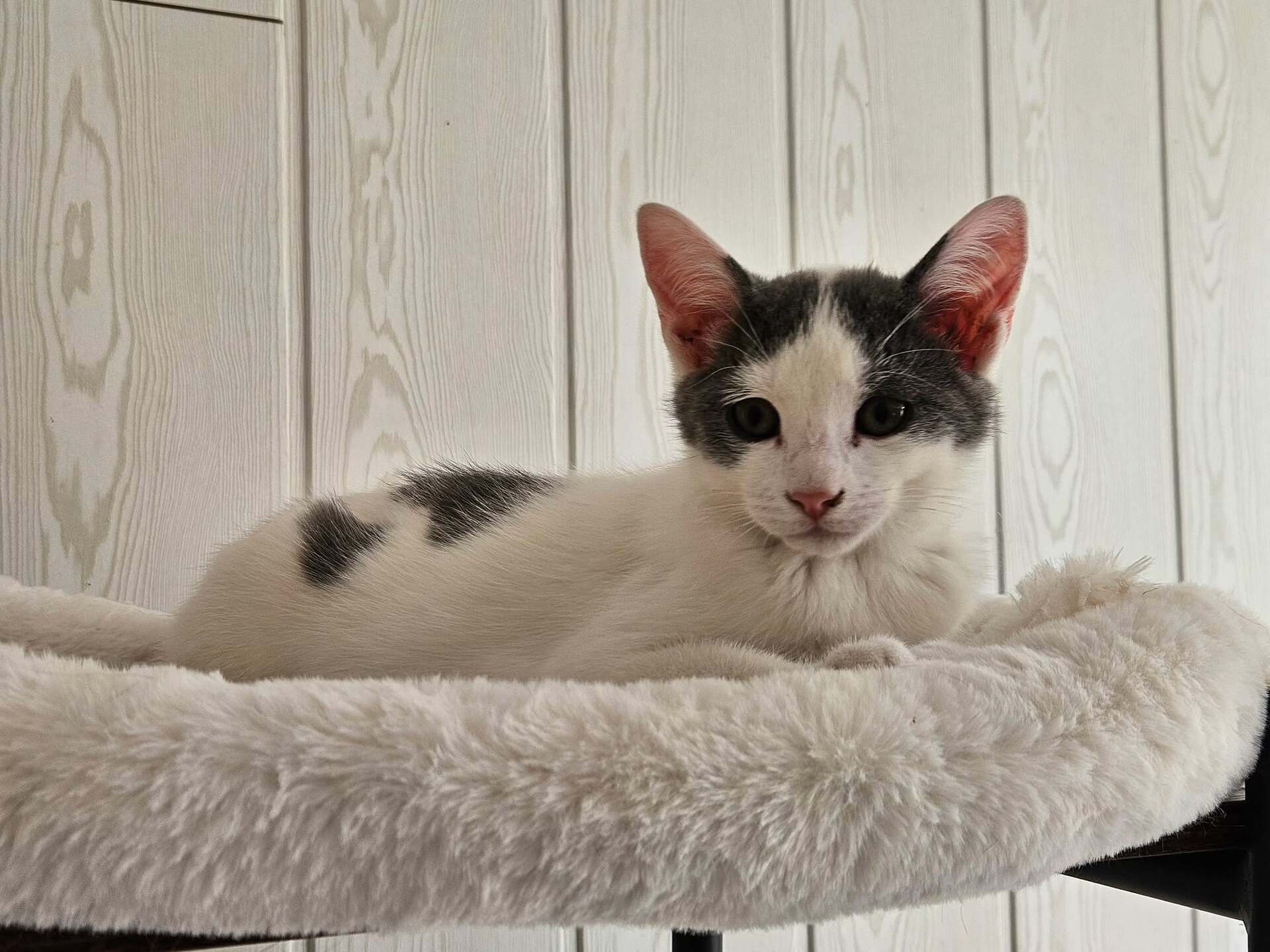 Adopter KITKAT