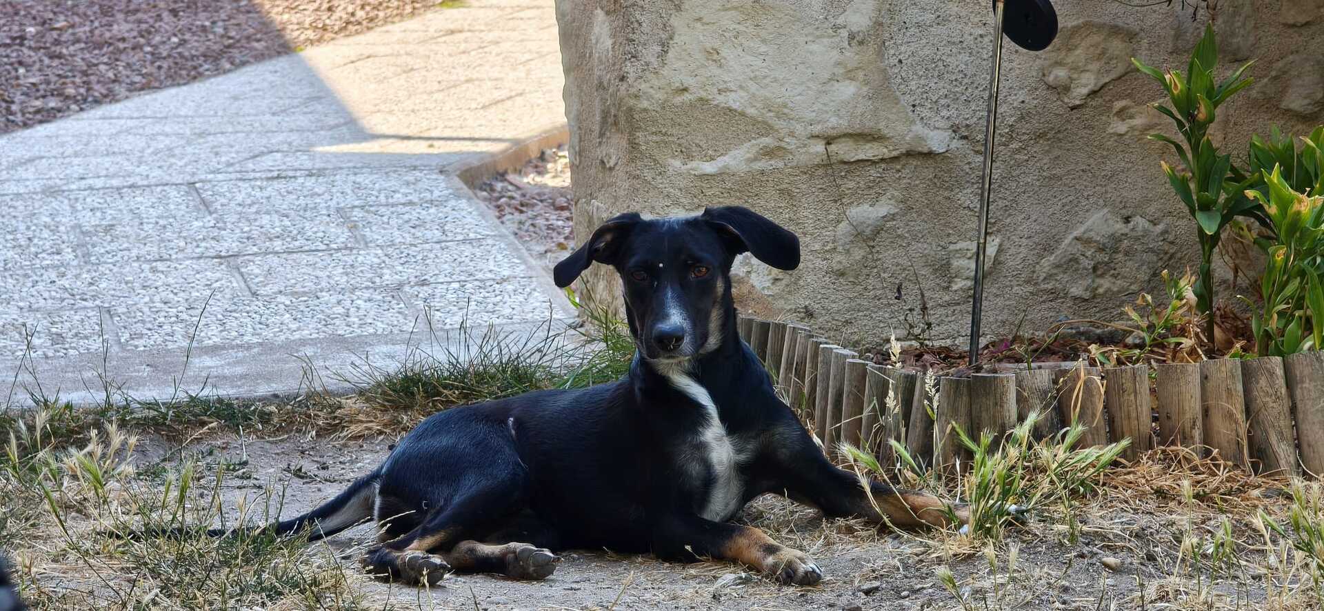 Adopter Shania