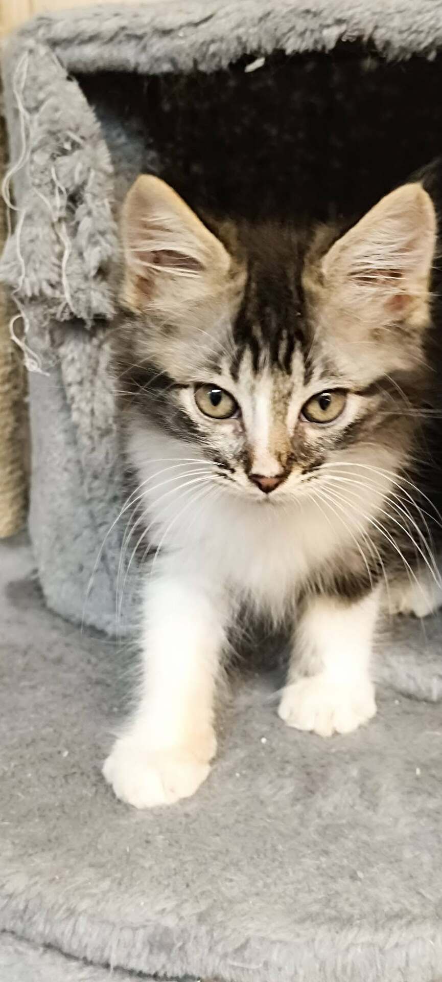 Adopter Brandy