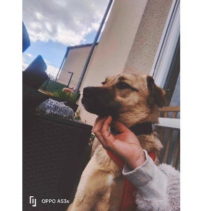 Adopter Olaf