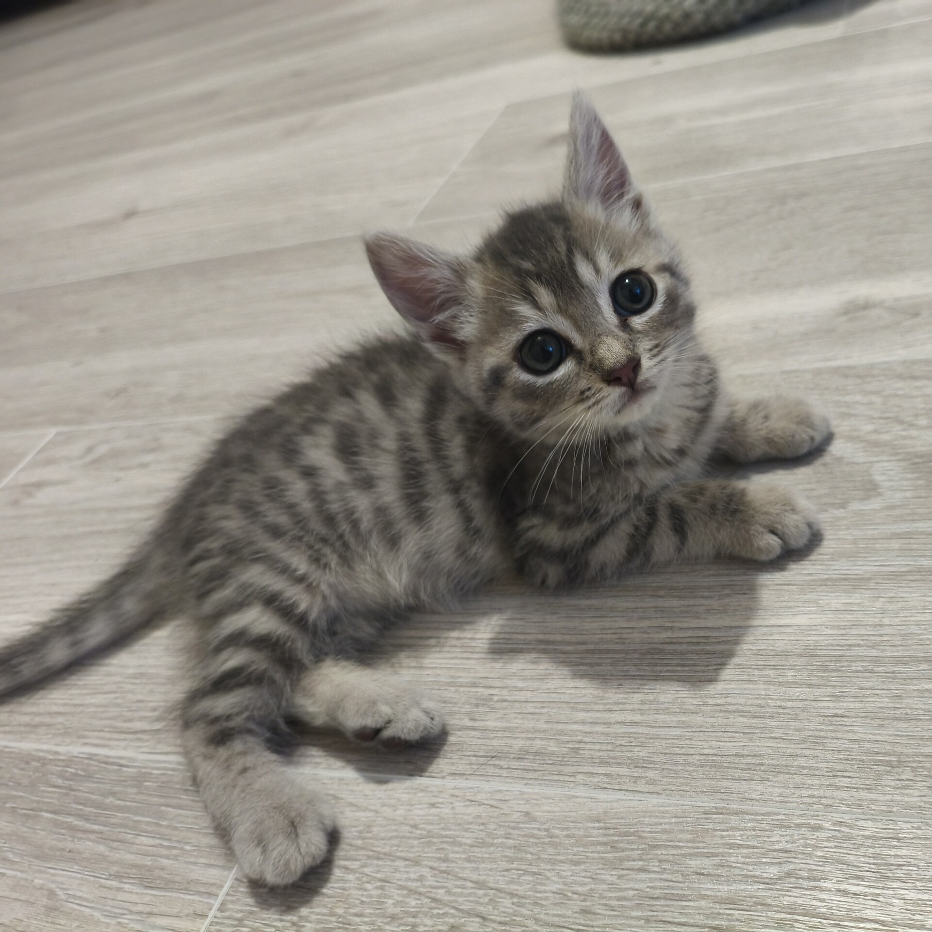 Adoption BURBERRY