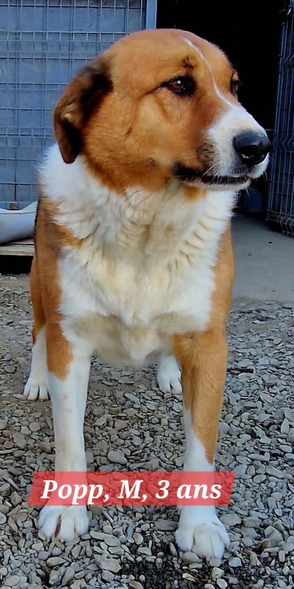 Adopter POPP