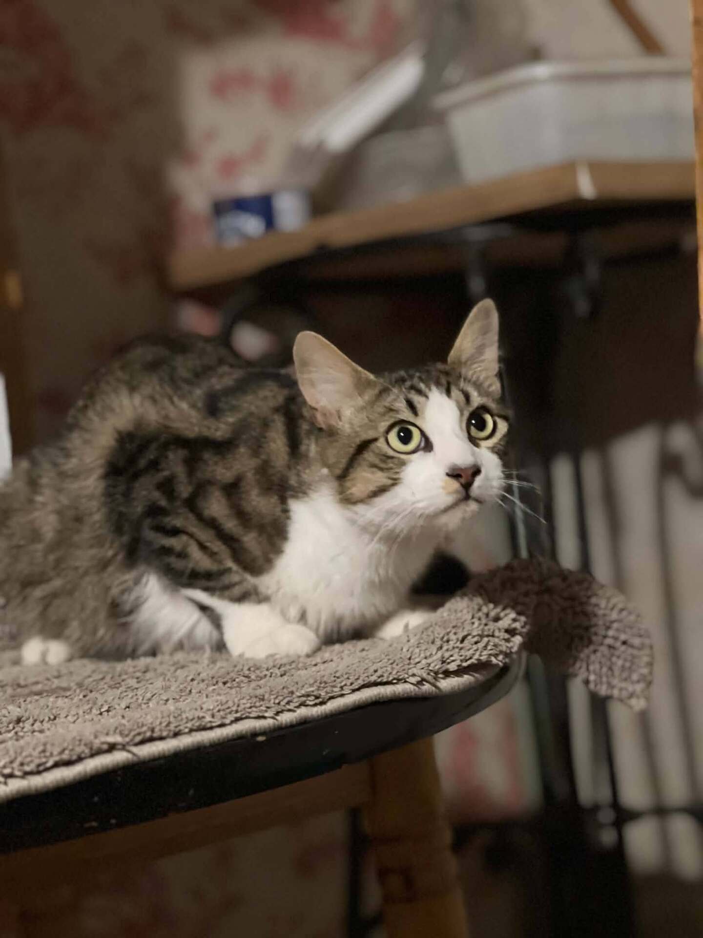Adopter Bigoudi 